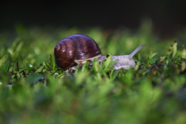 草丛里的蜗牛图片