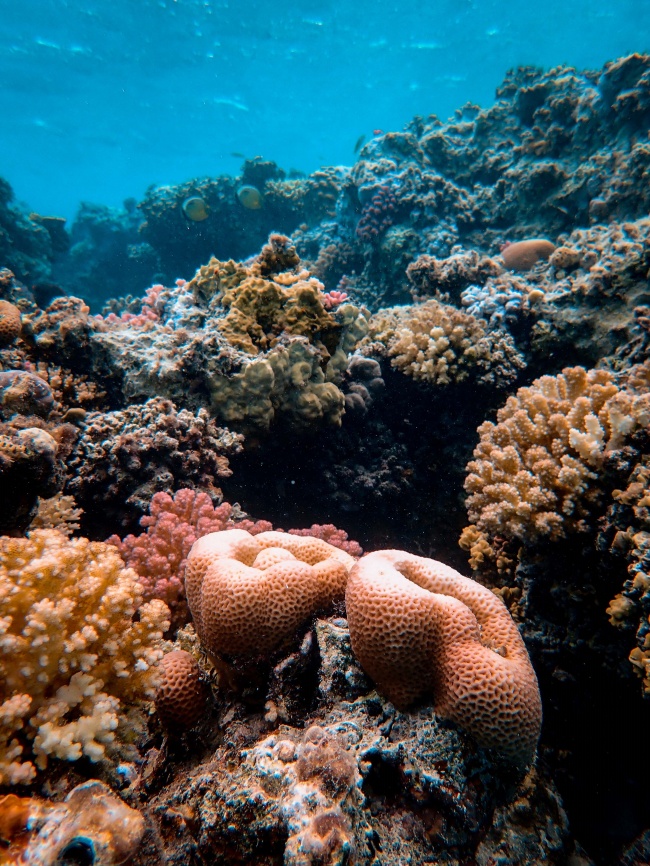 海底珊瑚礁图片