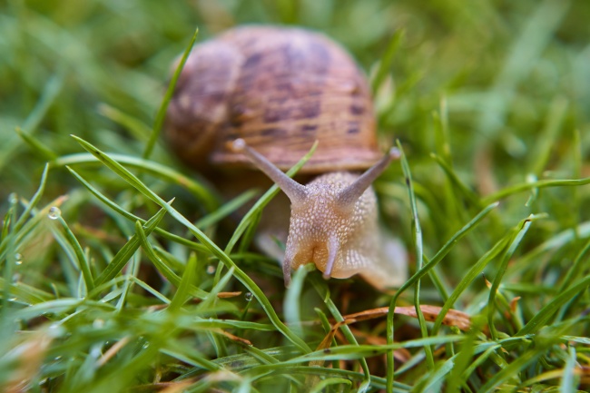 清新蜗牛摄影图片