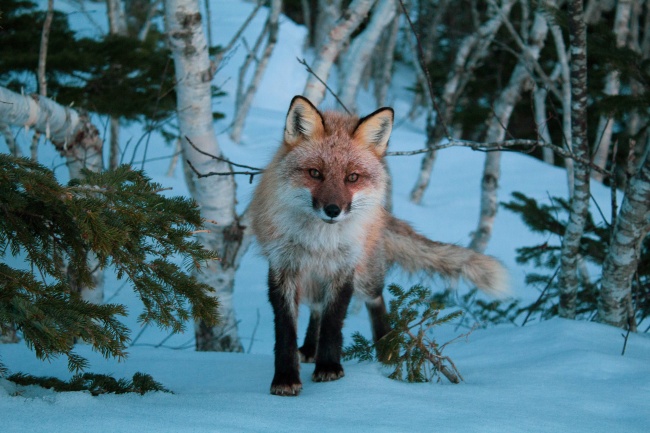 雪山上的狐狸图片