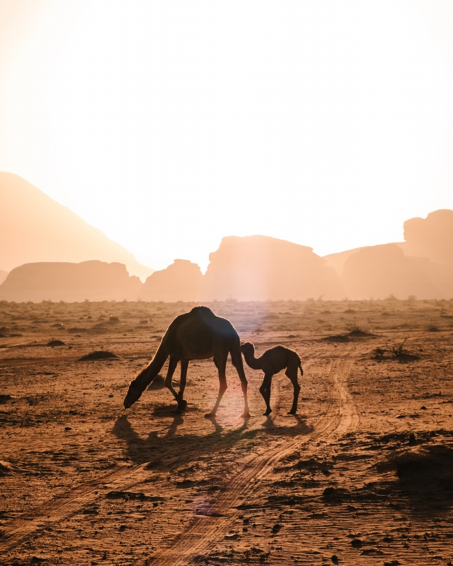骆驼母子剪影图片