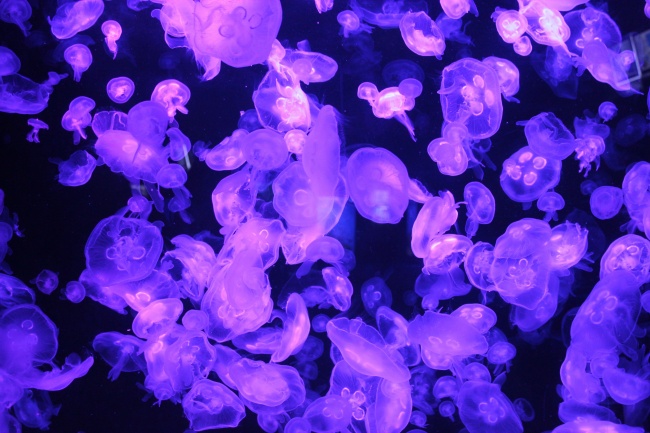 紫色海蜇群图片
