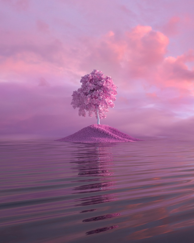 紫色海岛树木摄影图片