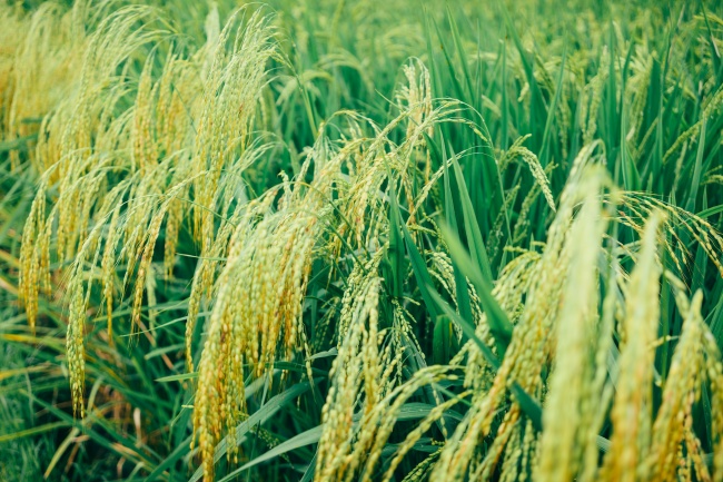 稻田水稻摄影图片