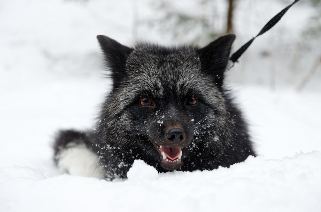 雪地黑狼犬图片