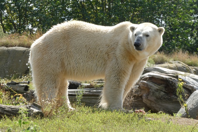 野生白色北极熊图片