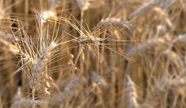 成熟小麦农作物图片