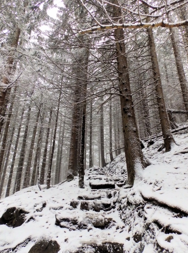 冬天树林树木摄影图