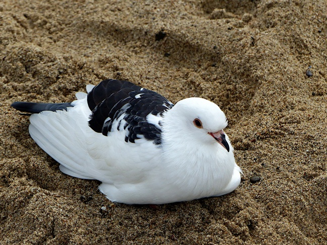 海滩上海鸥休息图片
