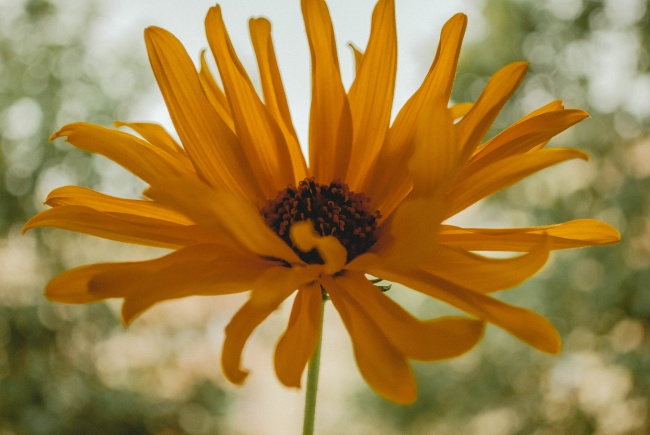 一朵黄色菊花图片