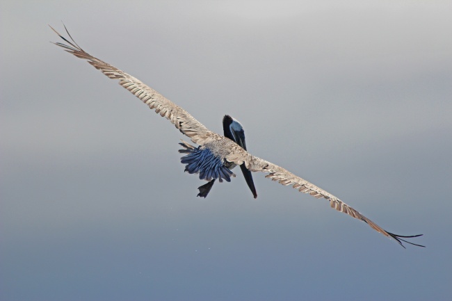 展翅高飞的鹈鹕图片