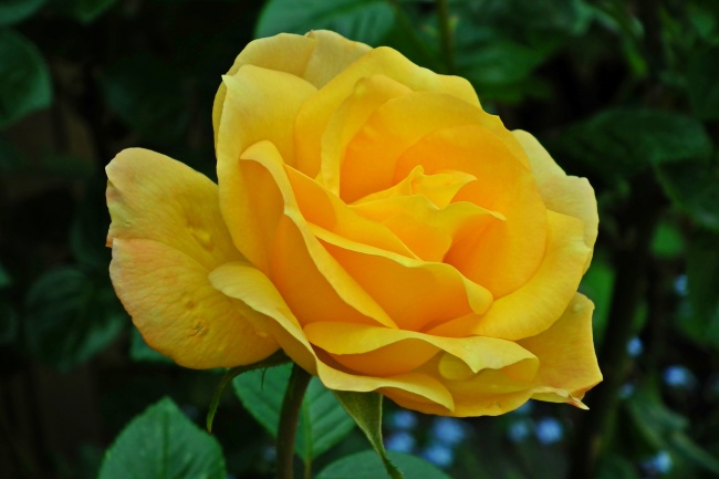 高清黄色玫瑰花朵图片