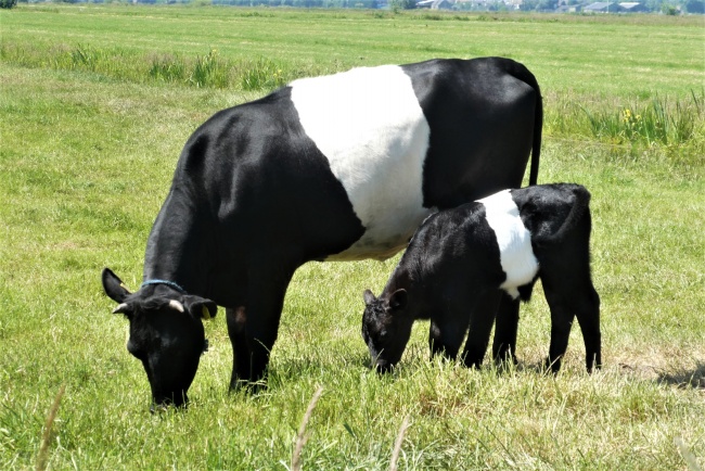 黑色母牛小牛图片