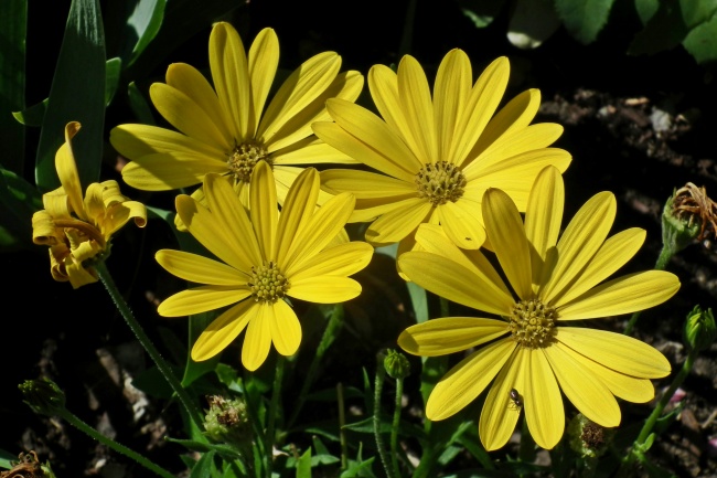 黄色野生花朵图片