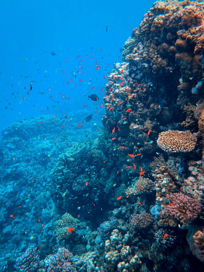 海底珊瑚群鱼图片