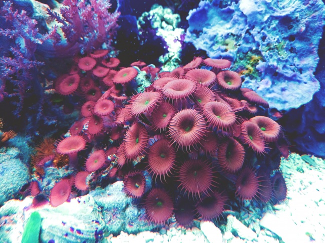 红色海底珊瑚图片