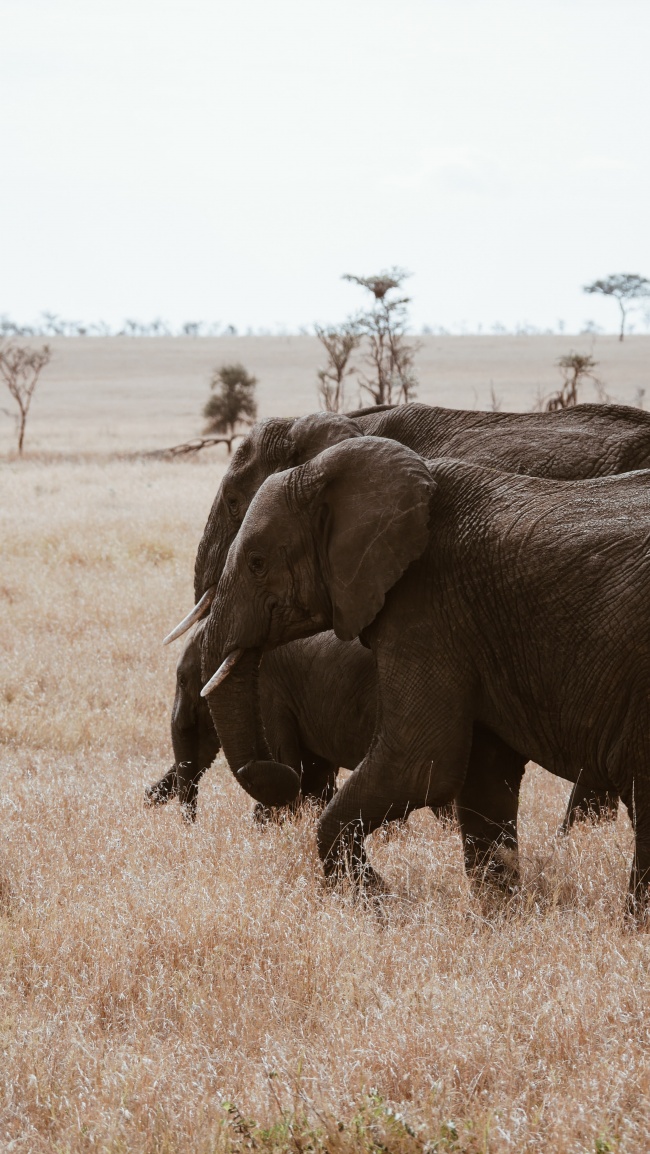 非洲草原大象高清图片