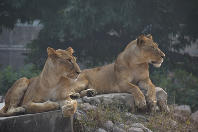 两只狮子休憩图片