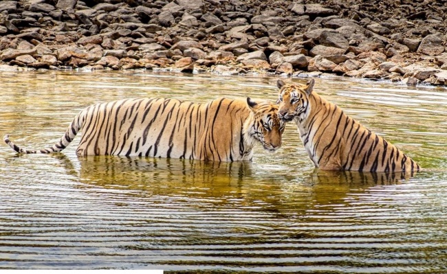 两只老虎河中戏水图片
