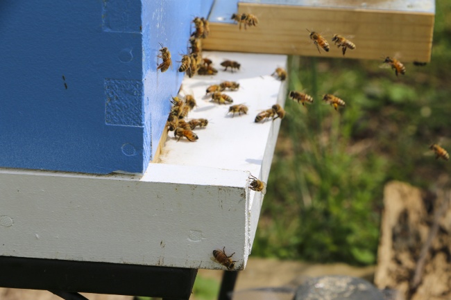蜂巢小蜜蜂图片