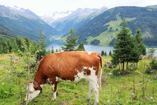 棕色奶牛吃草图片