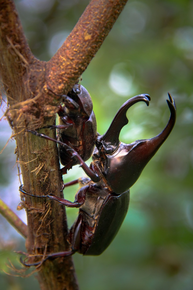 犀牛甲虫栖息在棕色木棍上图片