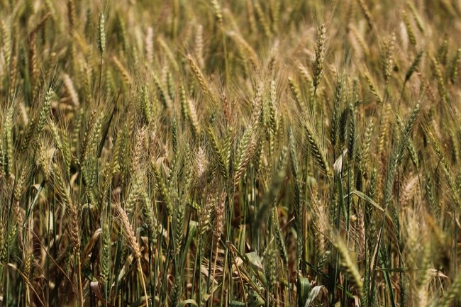 田野小麦农作物图片