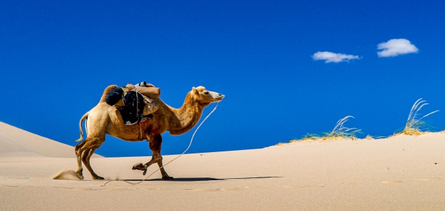 行走在沙漠中的骆驼图片