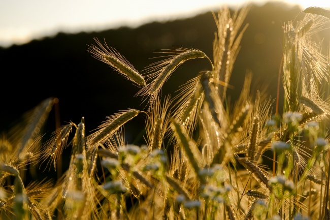 清晨小麦背景图片