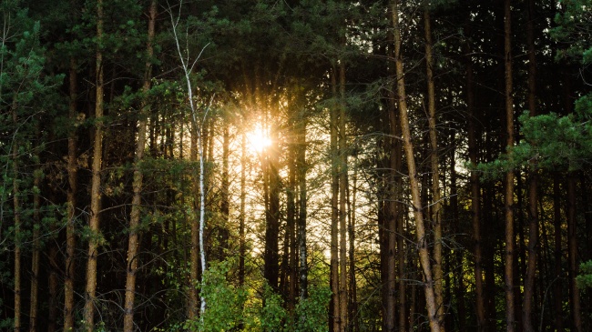 树林阳光照射图片