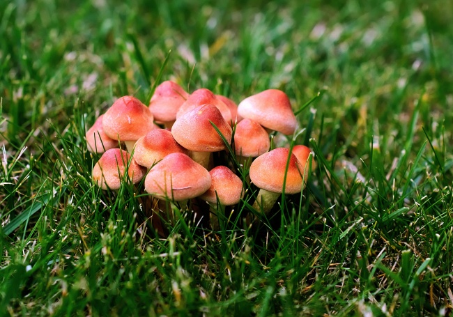 草地伞状小蘑菇图片