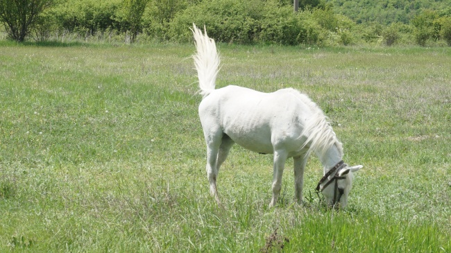 草地白马吃草图片