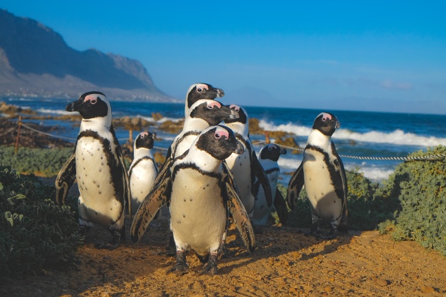 南非萌企鹅图片