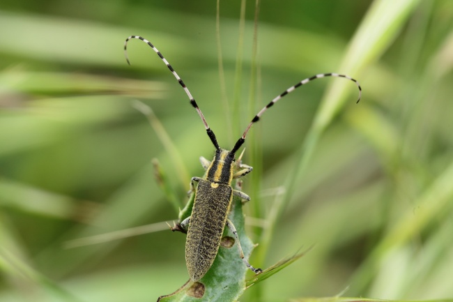 长角甲虫图片