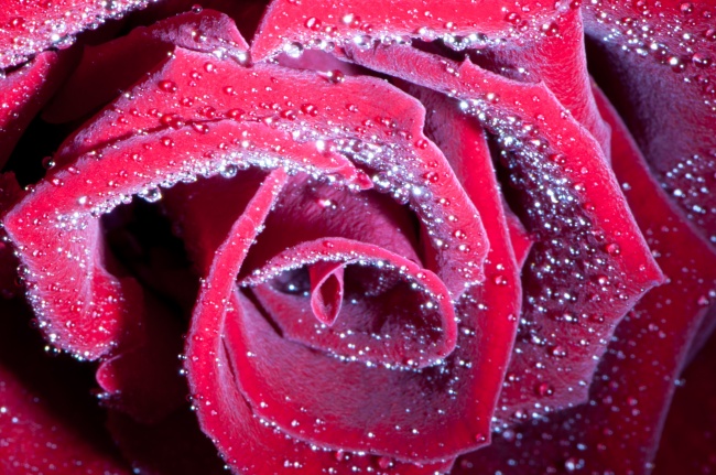 鲜红玫瑰花朵近景图片