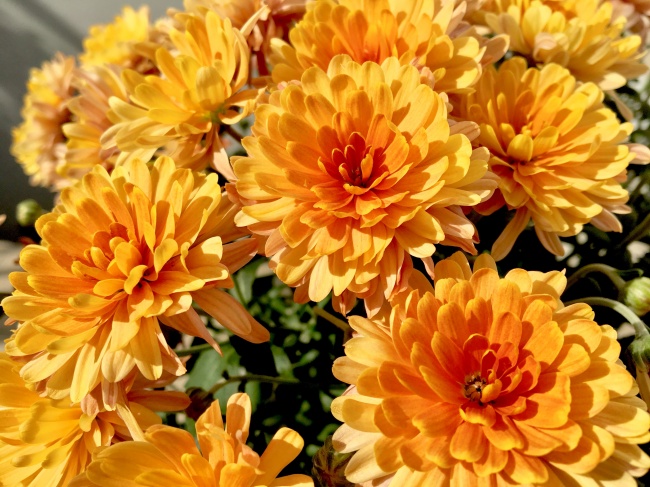 大朵橙色菊花图片