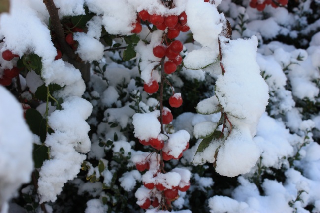 红浆果积雪图片