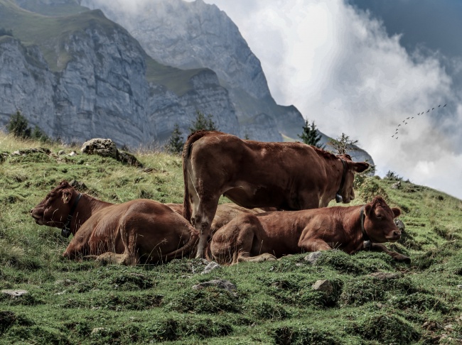 山上放養的黃牛圖片