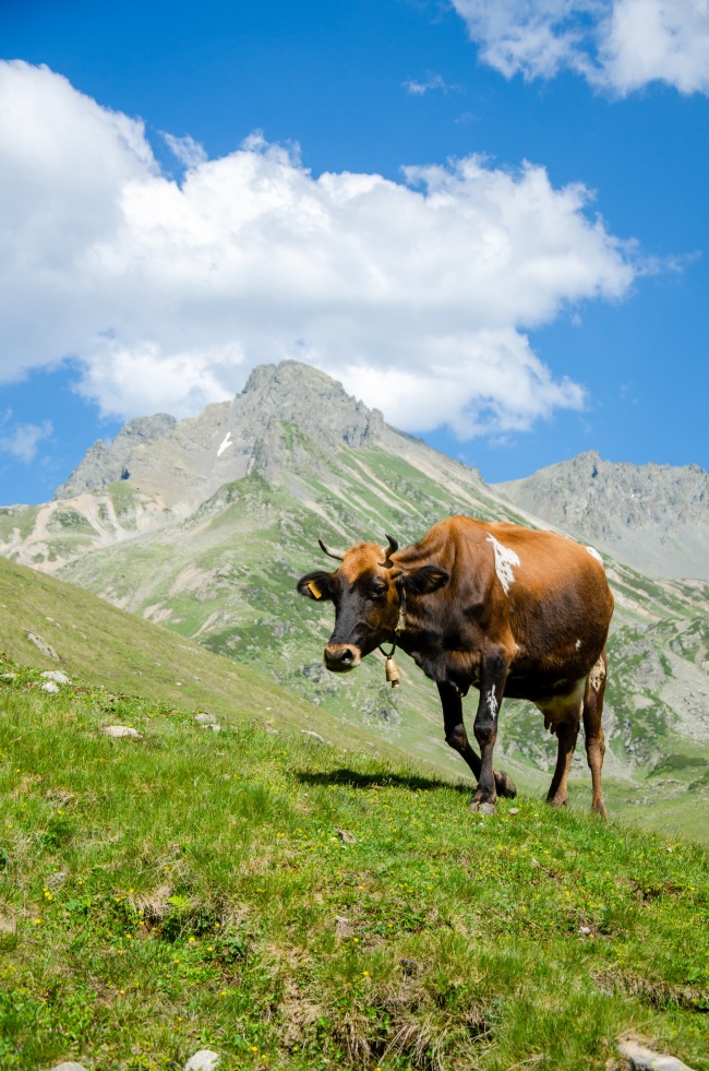 一头牛在草地上的图片