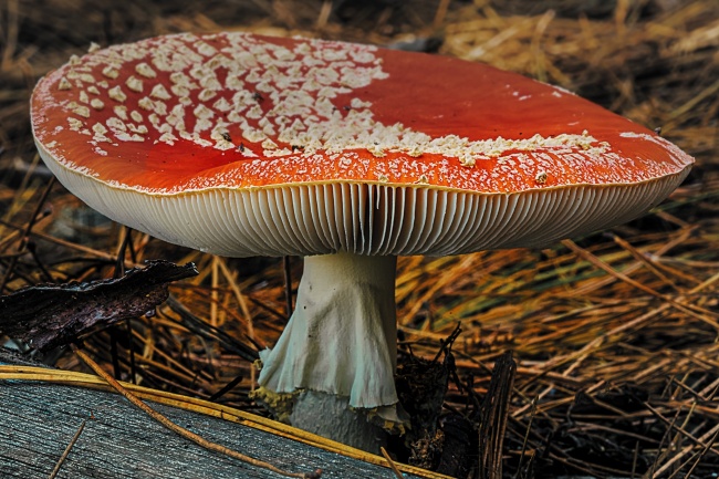 地面飞木耳红蘑菇图片