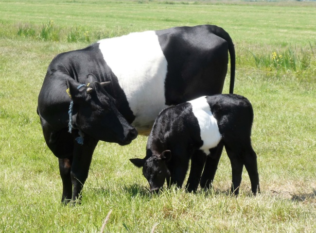 黑白色母牛小牛图片