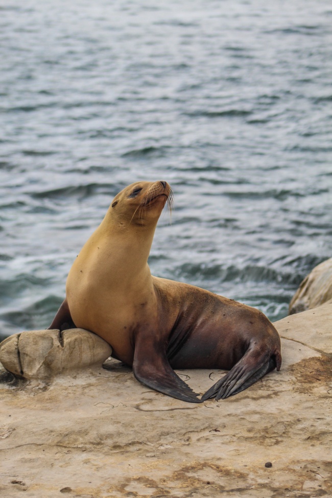 海边休息的海狮图片