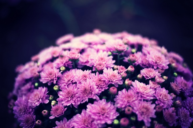 紫色浪漫菊花花束图片