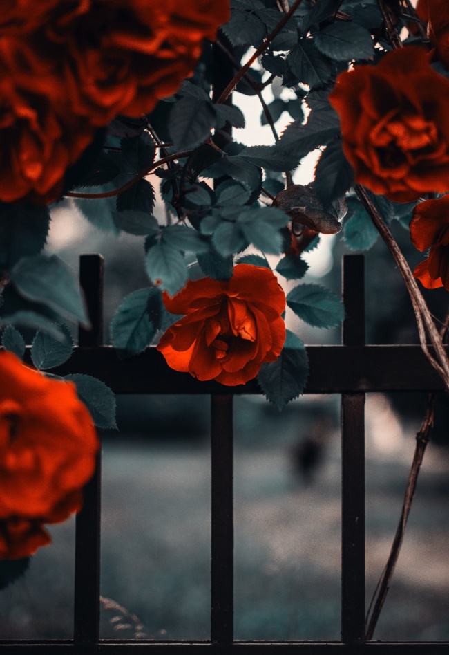 篱笆网红玫瑰图片
