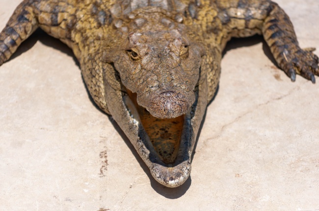 怪异鳄鱼张大嘴巴图片