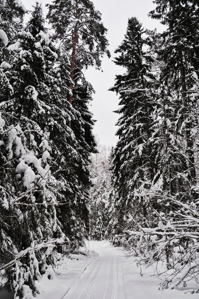冬季森林积雪雪景图片