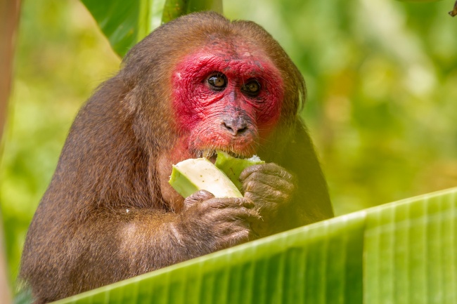 猴子吃香蕉图片