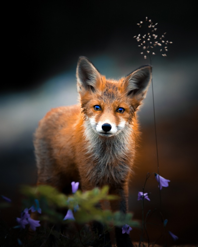 野生红赤狐图片
