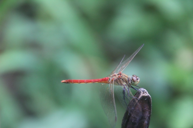 一只红蜻蜓图片