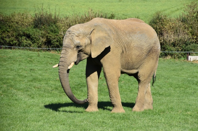 荒野草地大象图片
